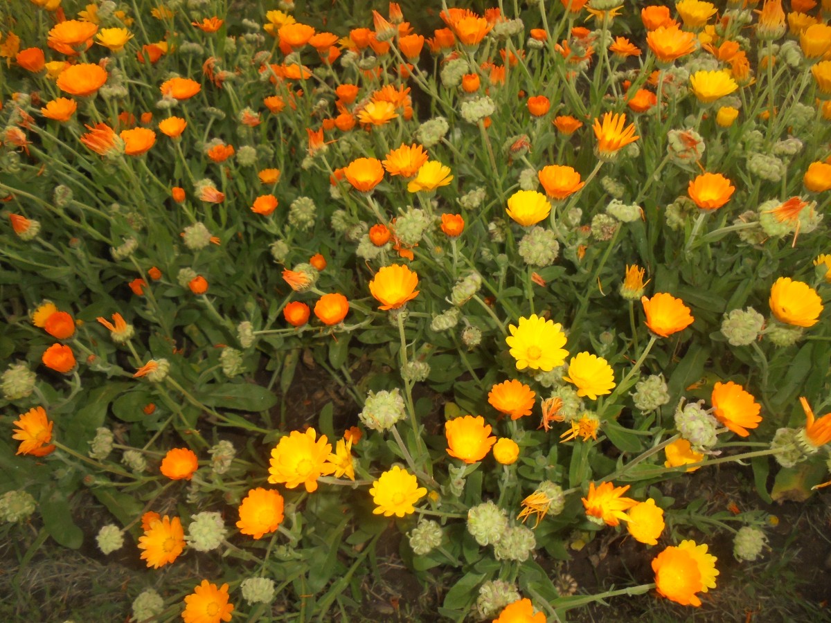 Calendula officinalis L.